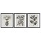 Stupell Industries Classic Natural Botanicals 3pc Framed Print Under Glass Set, design by Karen Smith